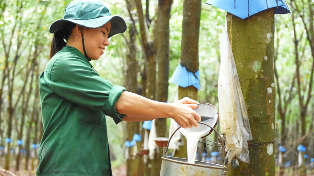 Vàng trắng trúng mùa, Cao su Phước Hòa (PHR) báo lãi quý 3 tăng đột biến